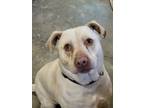 Adopt Blue a Labrador Retriever, Pit Bull Terrier