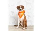 Adopt Peyton a Pit Bull Terrier, Cardigan Welsh Corgi