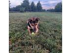 Adopt Frederic a German Shepherd Dog, Shar-Pei