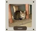 Adopt Higby a Domestic Short Hair