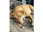 Adopt Buster Brown a Mixed Breed