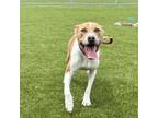 Adopt Kairo a Pit Bull Terrier