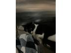Adopt Figaro a Domestic Short Hair