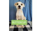 Adopt Buttercup a Husky, German Shepherd Dog