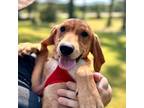 Adopt Rudy a Labrador Retriever, Mixed Breed