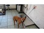 Adopt Rufus a Australian Cattle Dog / Blue Heeler
