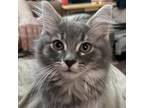 Adopt Waffles a Domestic Short Hair