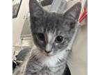 Adopt Peter a Domestic Short Hair