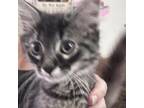 Adopt Dragon a Domestic Short Hair