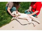 Skampy Mixed Breed (Medium) Young Male