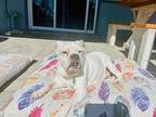 Pancake American Bulldog Adult Female