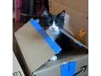 Diamond Domestic Longhair Kitten Male