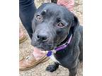 Jack American Pit Bull Terrier Adult Male