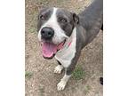 Keke American Pit Bull Terrier Adult Female