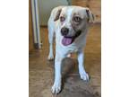 Wiggles 369-24 Beagle Adult Female