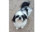 Skipper Shih Tzu Senior Female