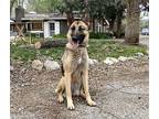 Mallory German Shepherd Dog Young Female