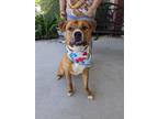 Samson American Pit Bull Terrier Adult Male
