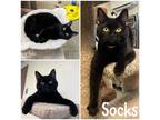 Socks Domestic Shorthair Kitten Female