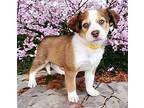 PUPPY NADIA Australian Shepherd Puppy Female