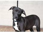 Sadie Labrador Retriever Puppy Female