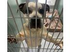Gremlin 366-24 American Staffordshire Terrier Adult Male