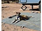 Luna Boxer Puppy Female