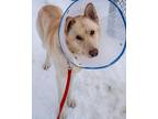 Ghost German Shepherd Dog Adult Male