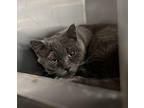 Emerald Russian Blue Adult Male