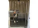 Lil Miss. Hippo 368-24 American Pit Bull Terrier Adult Female
