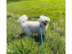 Cash Bichon Frise Senior Male