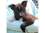 Dijon 39515 Shepherd (Unknown Type) Puppy Male