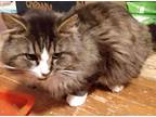 Monarch Maine Coon Adult Male