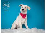 Bella Shepherd (Unknown Type) Puppy Female
