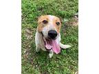 Creamsicle German Shepherd Dog Adult Male
