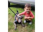 Axel Safari Greyhound Adult Male
