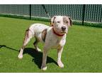 Flamingo Mixed Breed (Large) Adult Female