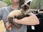Moonshine Siamese Kitten Male