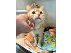 Victoria Domestic Shorthair Senior Female