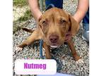 Nutmeg Labrador Retriever Puppy Female