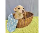 French Fry Hound (Unknown Type) Puppy Male