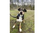 Desi Mixed Breed (Medium) Puppy Male