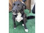 OLIVE Border Collie Young Female