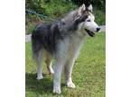 Zeus 39586 Alaskan Malamute Senior Male