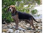 RUTH ANNE Beagle Adult Female