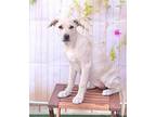 JEANNIE Labrador Retriever Young Female