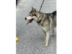 FREYA Husky Young Female