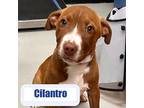Cilantro Labrador Retriever Puppy Male