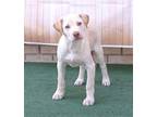 RAY Labrador Retriever Young Male