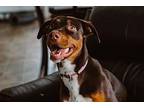 Bella Doberman Pinscher Young Female